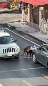 Un chien traverse tranquillement entre les voitures