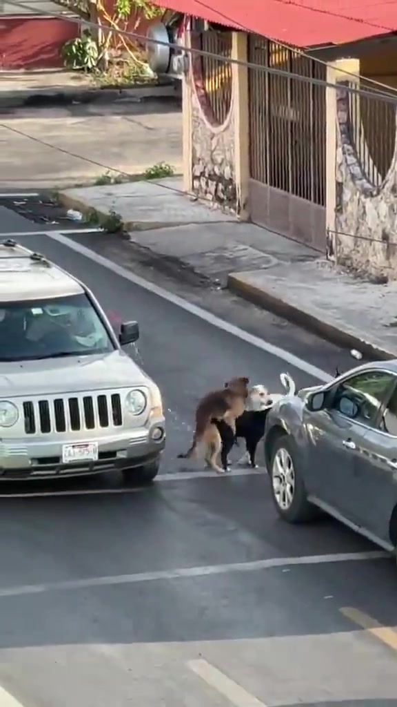 Un chien traverse tranquillement entre les voitures